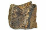 Dinosaur (Triceratops) Frill Shield Section - Montana #373785-1